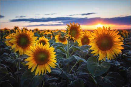 Poster  Sunflowers - Steffen Gierok