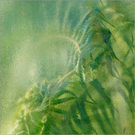 Wall sticker  Ferns in the greenhouse - Simon J. Turnbull