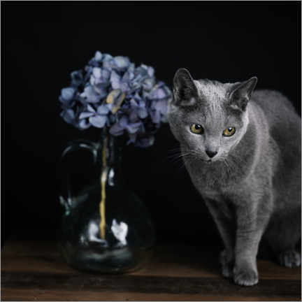 Poster Russian Blue Cat