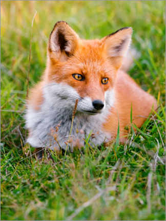 Acrylic print  Portrait of a young fox in the grass - Marcel Gross