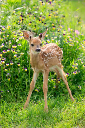 Poster White-tailed deer fawn