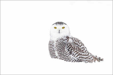 Poster  Snowy Owl in the winter snow - Jim Cumming