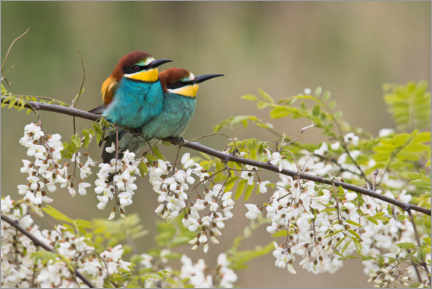 Poster Bee-eater