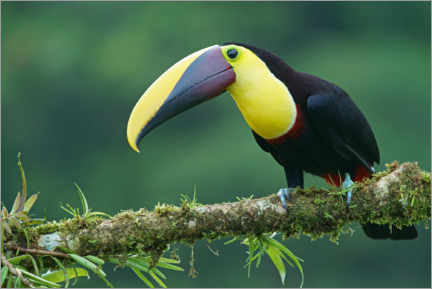 Poster  Golden-throated toucan on a mossy branch - Marko König