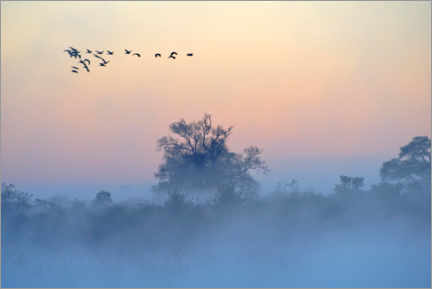 Poster Morning fog on the Okavango