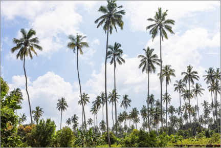 Poster Coconut palms in Zanzibar, Tanzania
