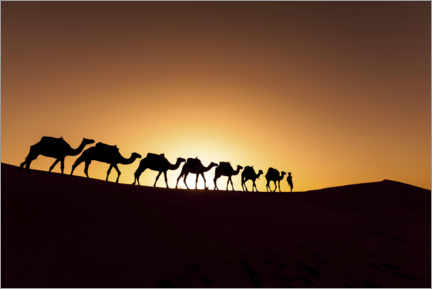 Poster Camel hiking in the desert