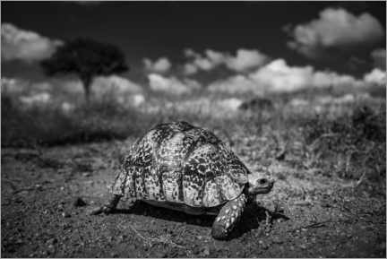 Poster Turtle - African wildlife