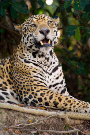Poster  Jaguars growling