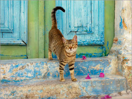 Poster Kitten in front of a blue wooden door