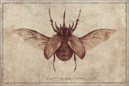 Poster Eupatorus Gracilicornis