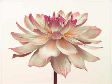 Poster A pink dahlia flower