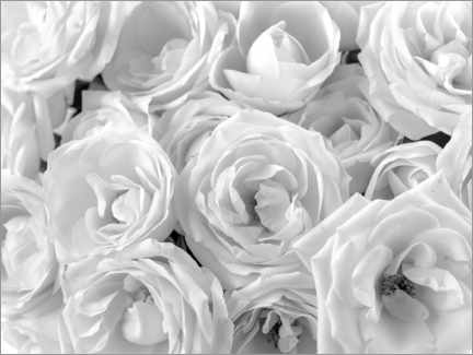 Poster White roses bouquet