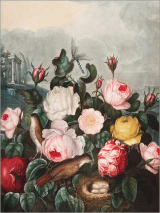 Gallery print  Roses - Robert John Thornton