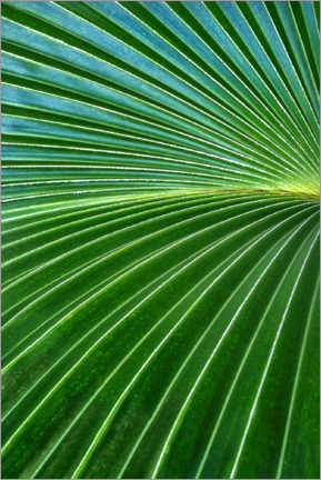 Poster Palm fronds