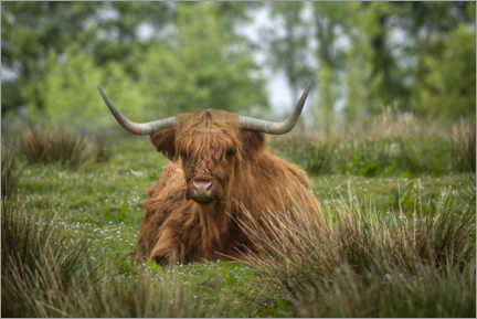 Poster Highland cattle in a meadow