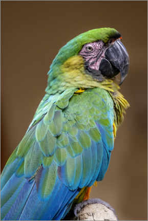 Gallery print  The Dominican green and yellow macaw - Jim Engelbrecht