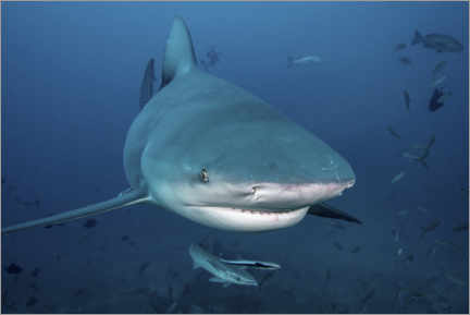 Poster Bull shark