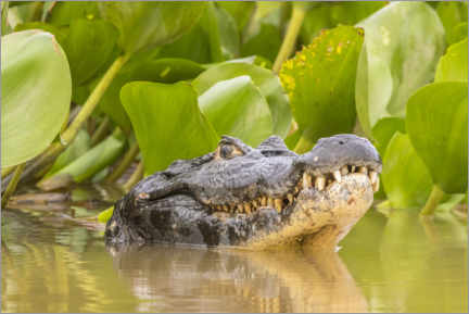 Poster Caiman in the water