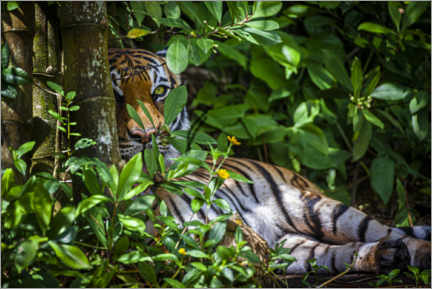 Canvas print  A Malay tiger in the thicket - Larry Richardson