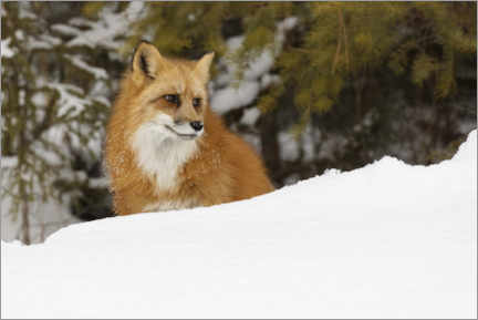 Canvas print  Red fox in the deep winter snow - Adam Jones
