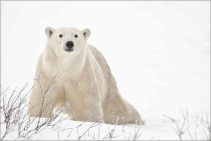 Wood print  Polar bear on frozen tundra - Jaynes Gallery
