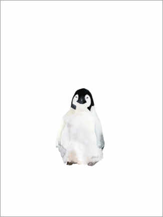 Poster Penguin cool
