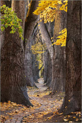 Aluminium print  Hidden autumn path - The Wandering Soul