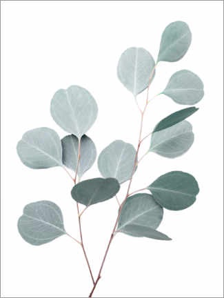 Poster Blue Eucalyptus
