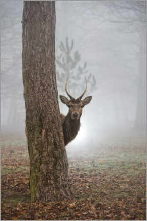 Poster Peekaboo deer