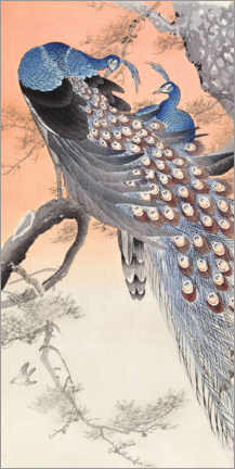 Poster  Peacocks - Ohara Koson