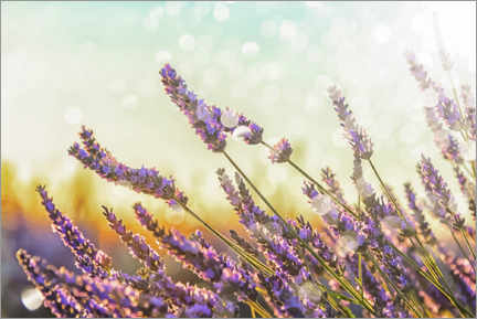 Poster Sparkling Lavender