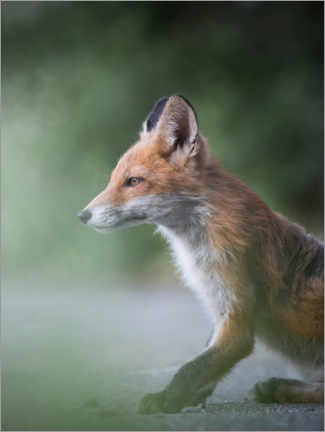 Acrylic print  Fox in profile - articstudios