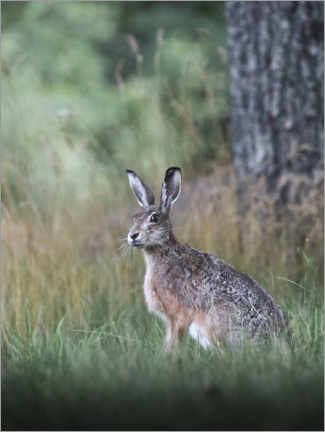 Poster Curious hare