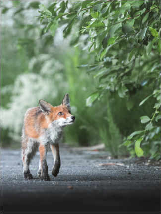 Poster  Curious fox - articstudios