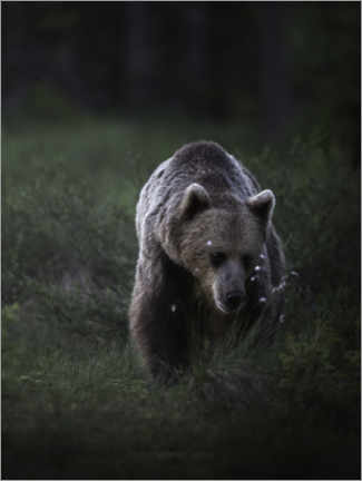 Acrylic print  Bear in the evening light - articstudios