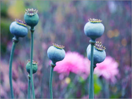 Acrylic print  Seven crowned poppy seed capsule beauties - Die Farbenflüsterin
