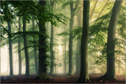 Gallery print  Early fall forest - Martin Podt