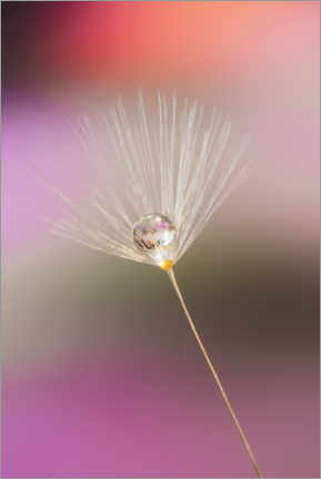 Gallery print  Single dandelion seed with dew drop - Adam Jones