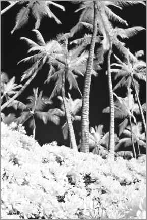 Canvas print  Infrared image of palm trees - Terry Eggers