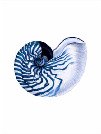 Acrylic print  Shell blue white hampton style - Patruschka