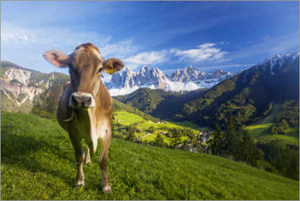 Wood print  Cow paradise in South Tyrol, Dolomites - Dieter Meyrl