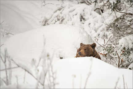 Canvas print  Brown bear in the deep snow - Ingo Gerlach