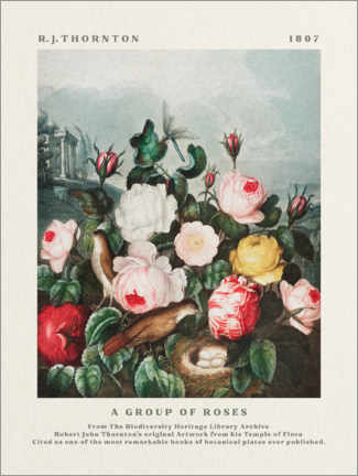 Acrylic print  A Group of Roses - Robert John Thornton