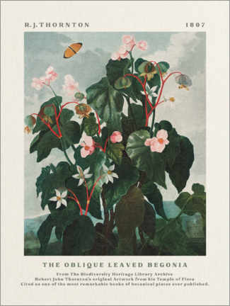 Foam board print  The Oblique Leaved Begonia - Robert John Thornton