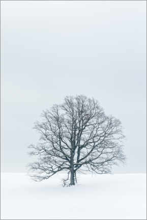 Canvas print  Tree in the snow - Andreas Kossmann
