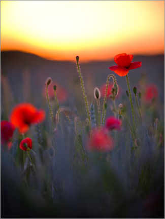 Poster Dreamy bokeh of red poppies in the setting sun