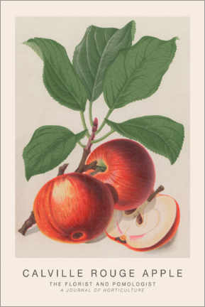 Gallery print  The Florist and Pomologist - Calville Rouge Apple - Walter Hood Fitch
