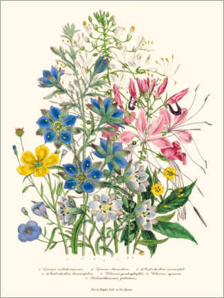 Wood print  Cornflower, from The Ladies' Flower Garden, 1842 - Jane Loudon