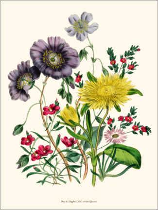 Aluminium print  Calandrinia, from The Ladies' Flower Garden, 1842 - Jane Loudon